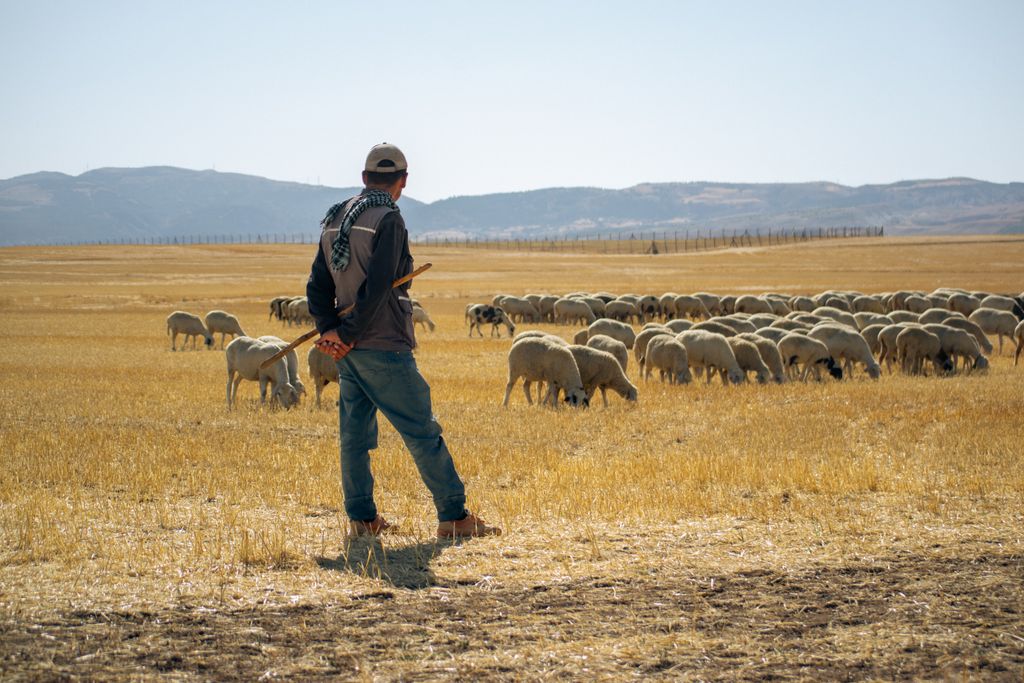 A shepherd watches over his flock of sheep in a vast, sunny field.